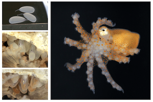 baby octopuses