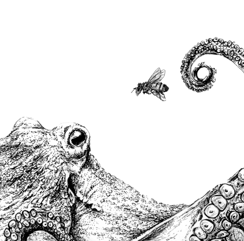 line drawing of an octopus and a bee