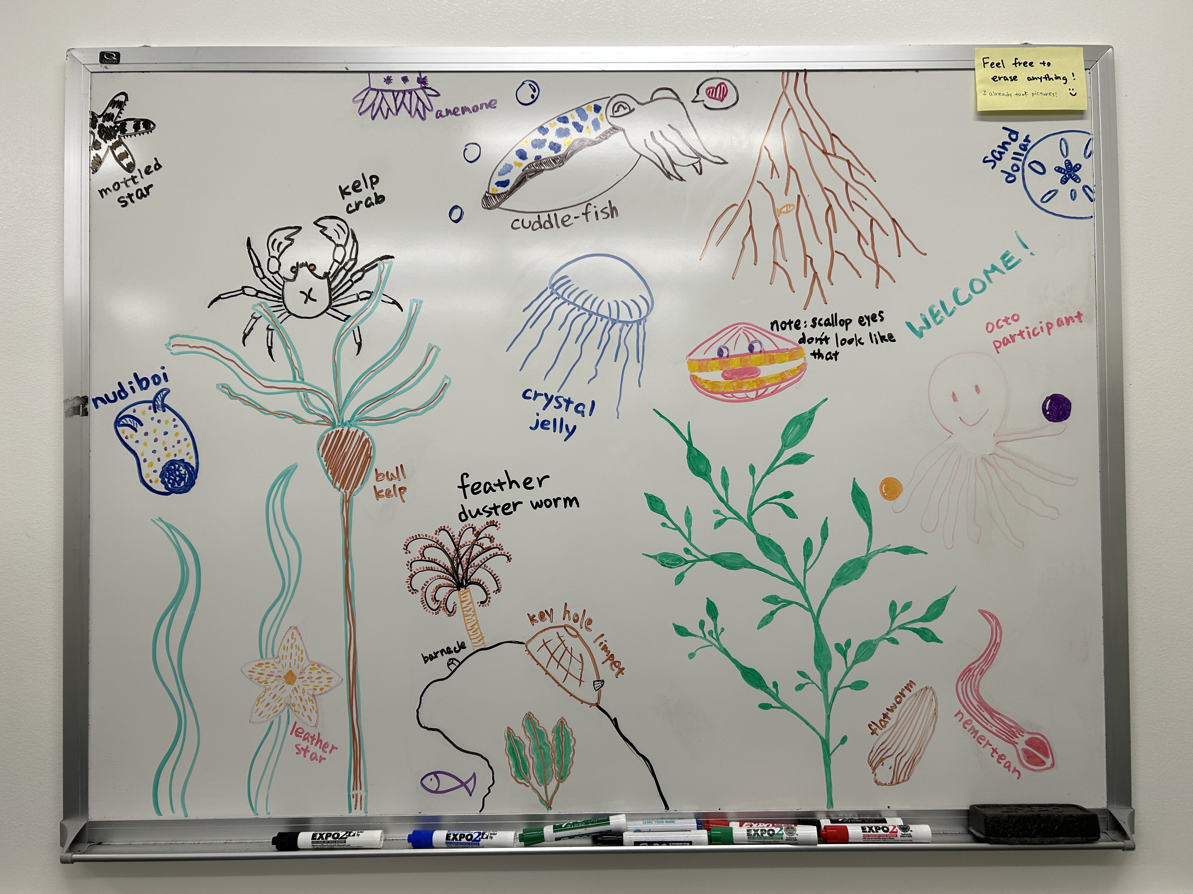 whiteboard with drawings of marine animals